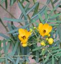 Senna alexandrina